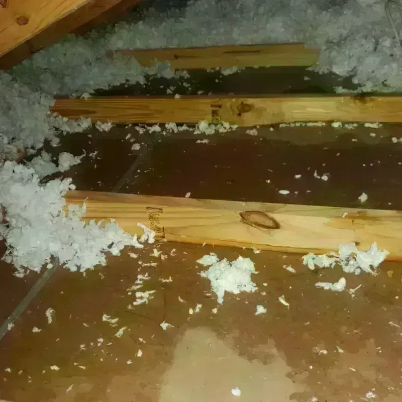 Attic Water Damage in Champlin, MN